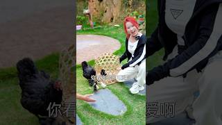 Twinkle has beautiful colourful chickens 🐔😱🤣😂 #shorts #funny #tiktok #ytshort #comedy #viralvideo