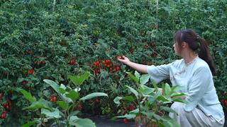 Cherry Tomatoes are Both a Vegetable and a Fruit!