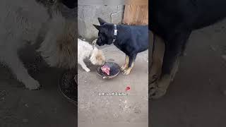 "تضحية كلب من أجل صديقه"