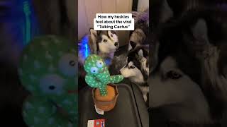 웃긴 개 vs 말하는 선인장