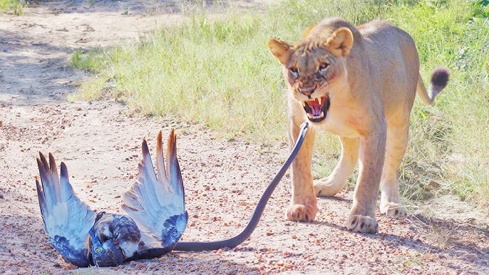 Epic Battle Between Lions, Black Mamba and Eagle!