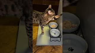 Cats, dogs, pets, animal lover #funny #cat #petshub #funnyanimals #cute