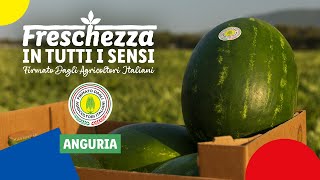 Anguria | Freschezza in tutti i sensi | Lidl Italia