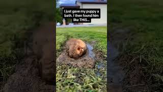 개들은 물에 정말 미쳐요 😂😂😂