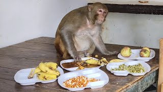 Monkey rani Ka nasta kya kya hota hai 🤗।।