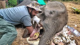 𝙀𝙡𝙚𝙥𝙝𝙖𝙣𝙩 𝙬𝙝𝙤𝙨𝙚 𝙢𝙤𝙪𝙩𝙝 𝙚𝙭𝙥𝙡𝙤𝙙𝙚𝙙 𝙙𝙪𝙚 𝙩𝙤 𝙚𝙭𝙥𝙡𝙤𝙨𝙞𝙫𝙚𝙨 😢😢 #animalplanet #bbcearth #elephant #veterinary