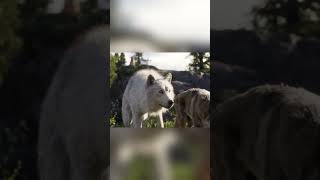the dog pickings of gold in the master