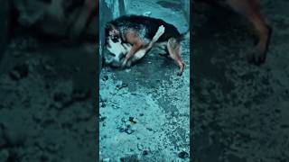 روك الشجاع في خطر !! 😣💔