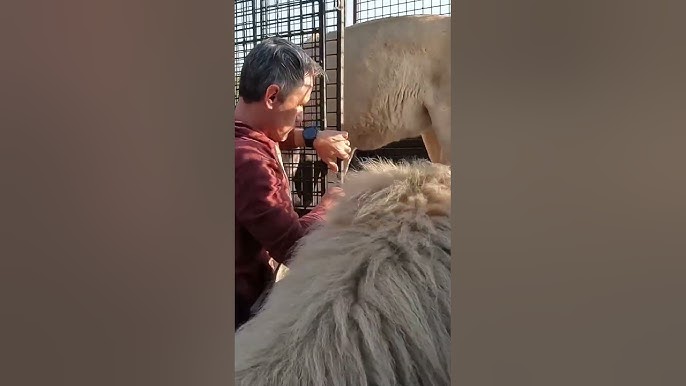 Amazing lion video #ytshorts #viral#yt #shorts #adventure
