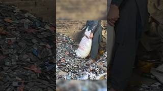 Old Mobile into Pure Gold Extract