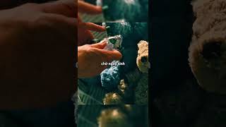 họ không bị câm nhưng buộc phải dùng ký hiệu ngôn ngữ để sống