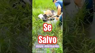 RESCATAN A UN TERNERO DE UNA ANACONDA EN BARINAS