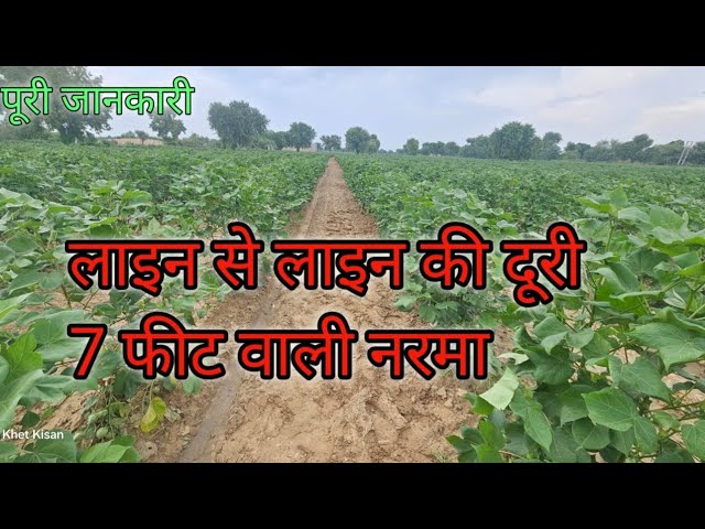 7 फीट↔️ पर नरमा☘️ लगाने का कितना फायदा🤔 डिटेल वीडियो📷 #farmingawaaz #viral #farming @FarmingAwaaz