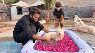 Wolf Baby Ko First  Bath Kraya😍