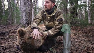 2 МЕСЯЦА ОХОТЫ НА МЕДВЕДЯ. ДОБЫТЬ С ПОДХОДА НА ПРИВАДЕ. ТАЁЖНЫЙ.