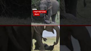 ကလေးအသေကိုဆွဲပြီး သုံးရက်ကြာသွားနေတဲ့ ဆင်မကြီး - BBC News မြန်မာ