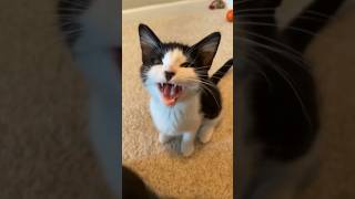 Funny Animal Videos, Dogs, Cute Animals, Funny Videos