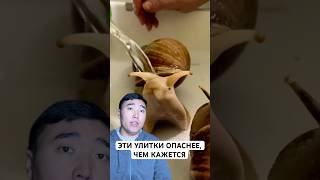 물속에서 가장 위험한 생물