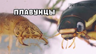 Жуки плавунцы как разорители прудов и аквариумов и как милые интересные питомцы. // Clever Cricket