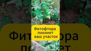 Фитофторы нет и не будет! #дача #огород #садогород #томаты #фитофтора #фитофтороз #подкормка