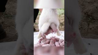 ارنب صغير تركته أمه بسبب فروه المختلف... 🐇😢