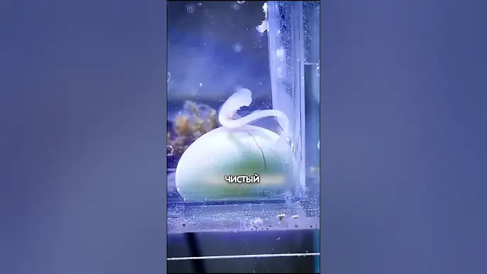 Это ЯЙЦО АКУЛЫ!😱