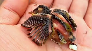 아기 새를 구했고, 이제 그 새가 가족이 되었어요.