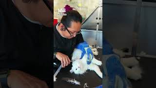 Trying to groom a spicy cat 😅 (🎥: IG/ thecalmcatwhisperer)