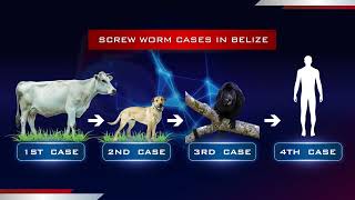 Belize Is the Last to Report a Human Screwworm Case