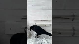 #воронгоша #raven