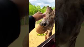 You Won't Believe How These 7 Wild Animals Actually Sound 😨😧