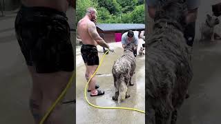 RANCHLIFE ❤️‍🩹 #savethedogsbih #dogs #rescueddogs #ranchlife #pleasehelp #pleasedonate #goshelter