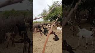 Village goats thar live 