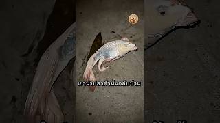 ปลาหายากทำให้ชายคนหนึ่งกลายเป็นเศรษฐี #ไวรัล #สัตว์โลกน่ารัก #shorts
