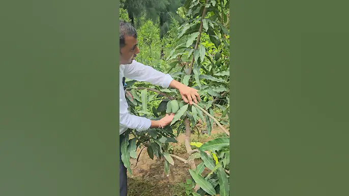 आम के की Top वैरायटी✅️ #farmingawaaz #agriculture #trendingshorts #agriculturefarming #farmer