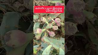 கள்ளிப்பழம் இருந்த சொல்லுங்க 🌵🌿#shortsfeed #gardenplants #kallipazham #kalli #cactusfruits #cactus