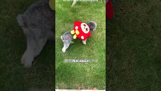 Este cachorro te derretirá el cerebro con su ternura 😭❤️ #shortvideo