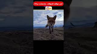 أغرب مواقف للحيوانات .. هتدهشك ج188