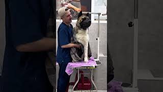 АМЕРИКАНСКАЯ АКИТА В ГРУМИНГ-САЛОНЕ #собаки #груминг #акита #grooming #tbilisi #грузия #животные
