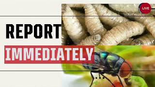 Screwworm Infections Can Be Deadly if Untreated