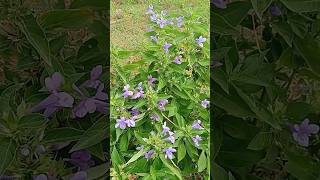 பூத்து குலுங்குகுது டிசம்பர் பூ #shortsfeed #gardenplants #harbal #gardenflowers #natruel #garden