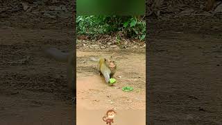 Interesting monkey #funny #funnyvideos #foryou #fyp #pet #funnytiktok #monkey