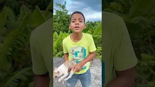 Un ángel salvó a este cachorro… segundos antes de la tragedia 🐶🙏