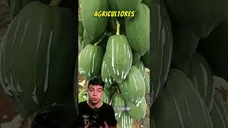 A Tailândia engana os americanos por anos #mamao #eua #tailandia