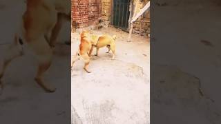angry dogs 7 #wildlife