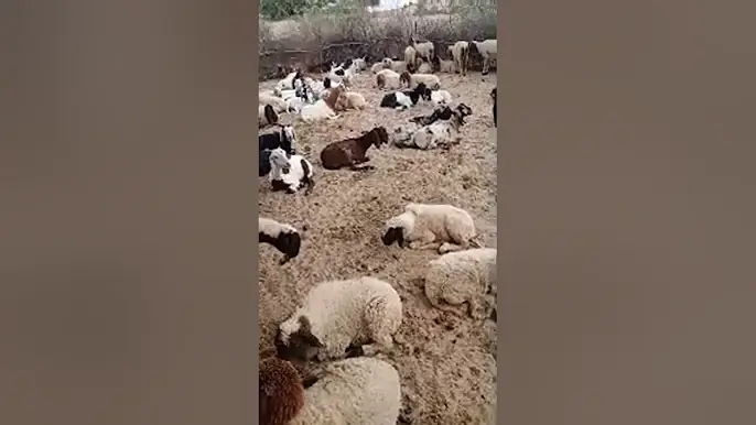 خوبصورت تھرپارکر کے جانور بکریاں گروپ میں فارم پر لائیو