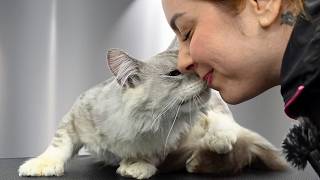 I Wasn't Ready For How Sweet This Rescue Maine Coon Was 🥹❤️