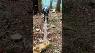 Building a Multi-Leval Long shelter #wood #survival #camping #survivalshelter #wildlife #bushcraft