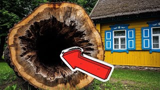 나무를 베어내자 불가능한 발견물이 드러났습니다