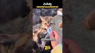 บ้านวิวหลักล้านสำหรับแมวน้อย